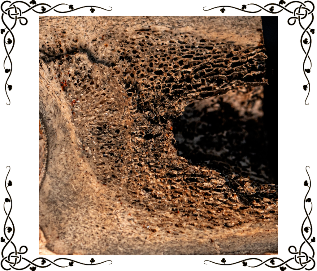 Woolly Rhinoceros Bone
