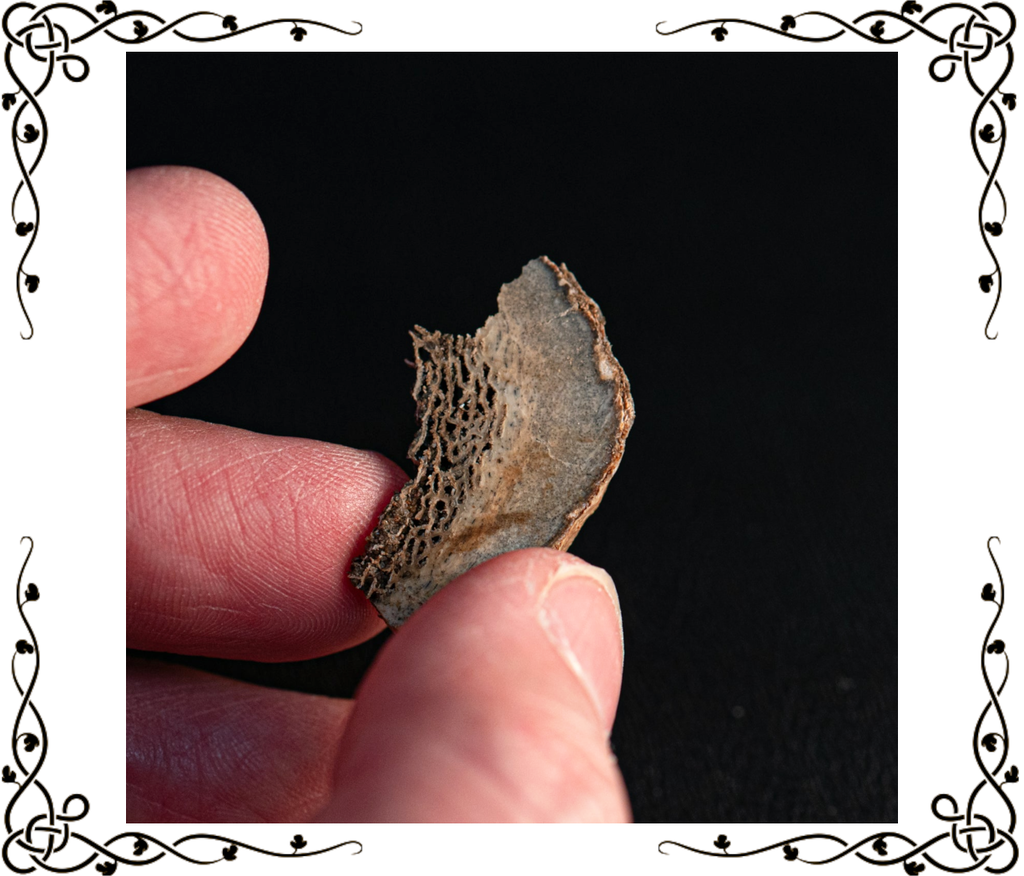 Woolly Rhinoceros Bone